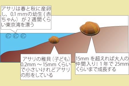 アサリの生態